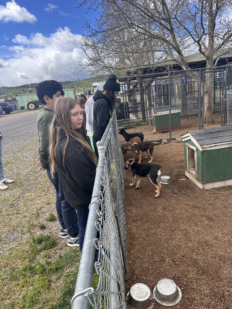 Student's looking at dogs. 