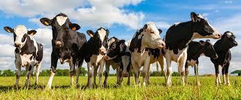 BEEF TO SCHOOLS PROGRAM