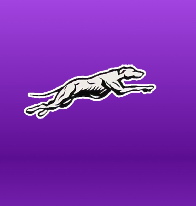 greyhound