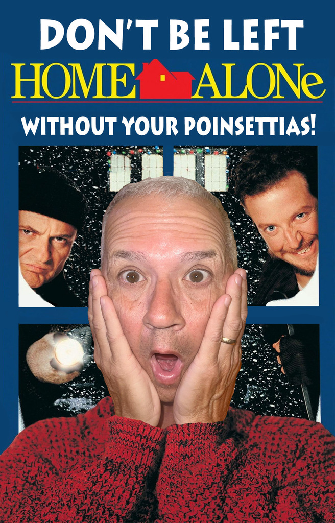 Home Alone Poinsettia
