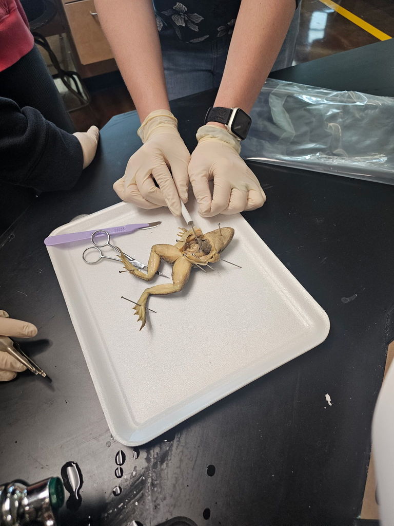 frog dissection