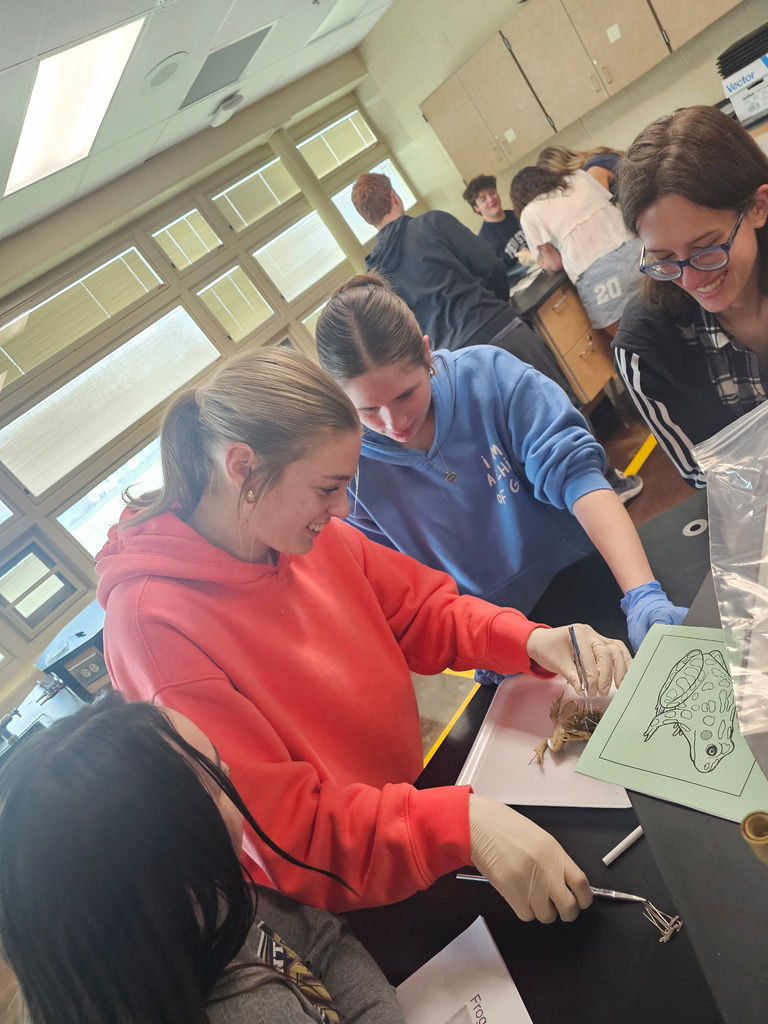 frog dissection