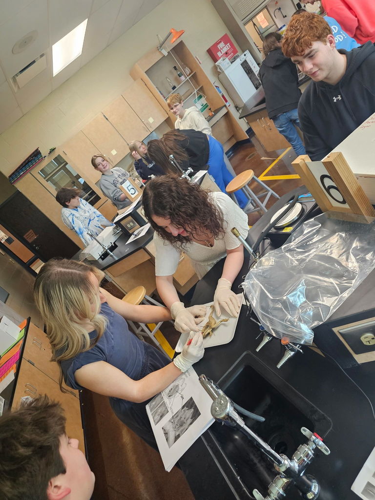 frog dissection