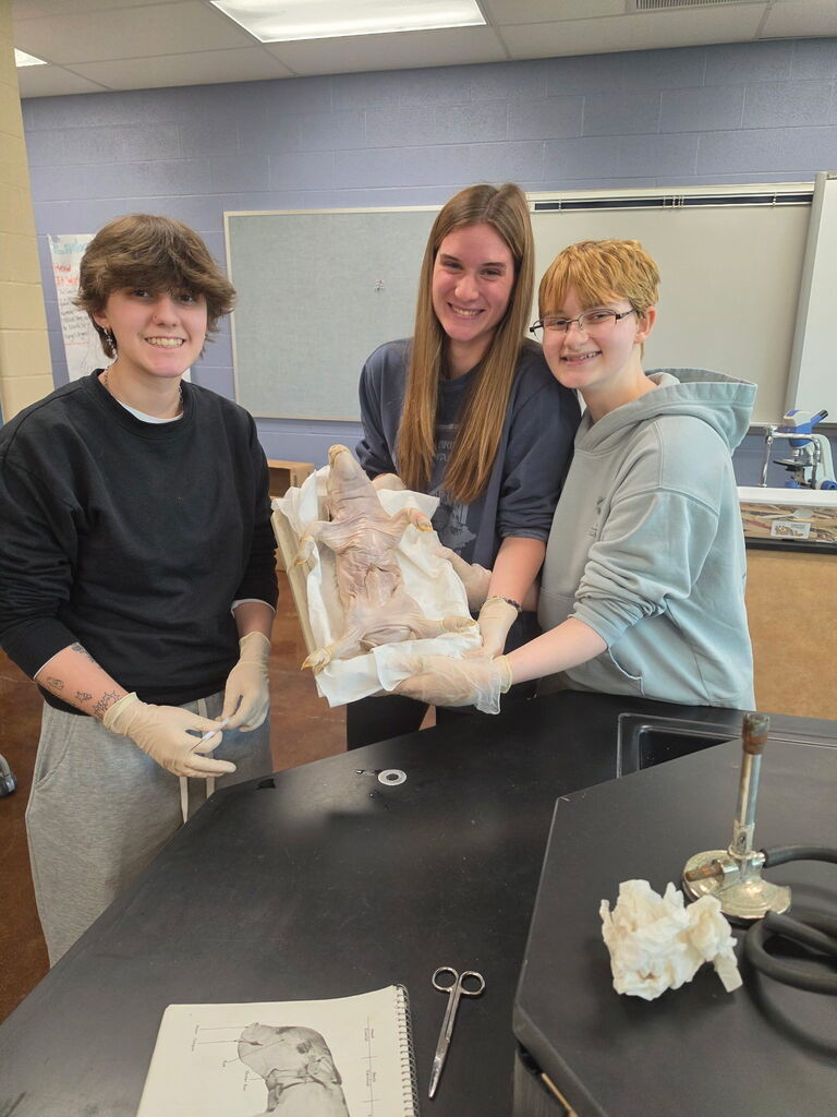 Anatomy Class Pig Dissection