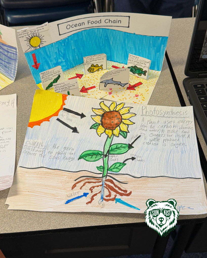 project of flower and sun to highlight photosynthesis