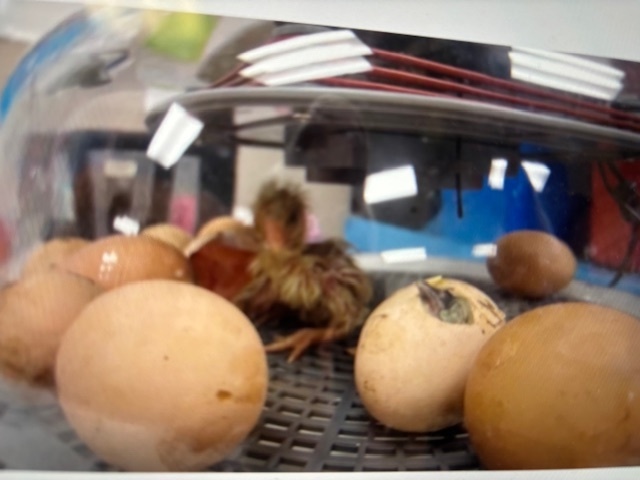 Baby Chickens