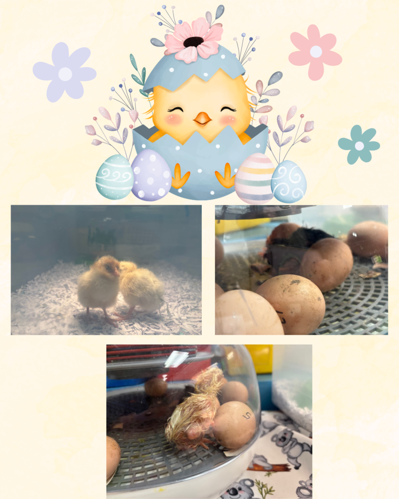 Baby Chicks