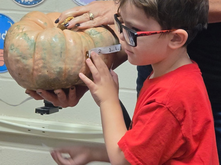 kindergarten pumpkins