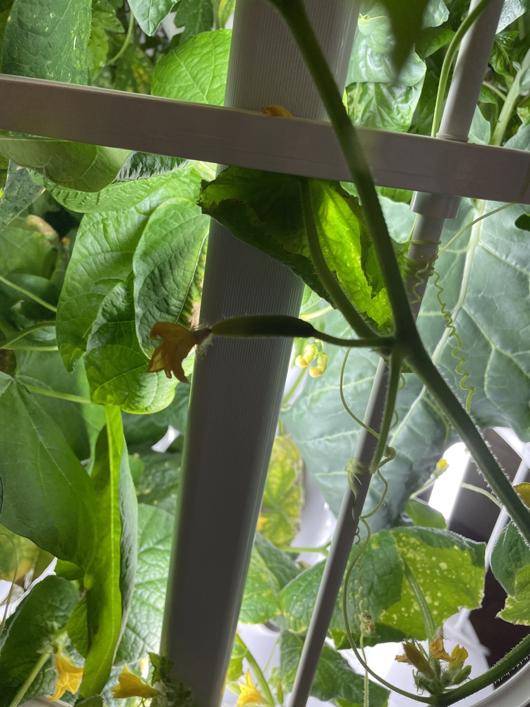 Green beans and a cucumber beginning to grow on our tower garden