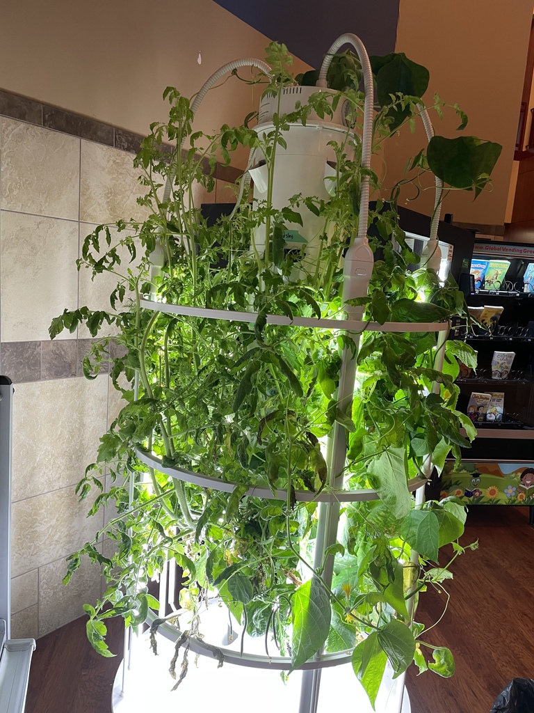 The rapid growth of the tower garden