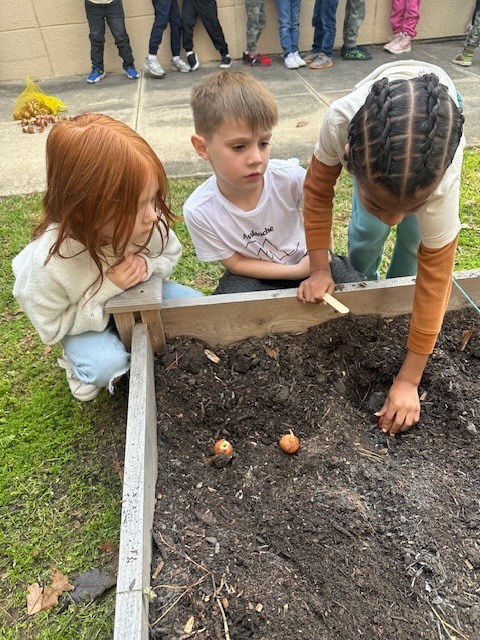 Kinder planting tulips.