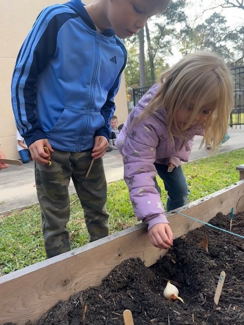 Kinder planting tulips.