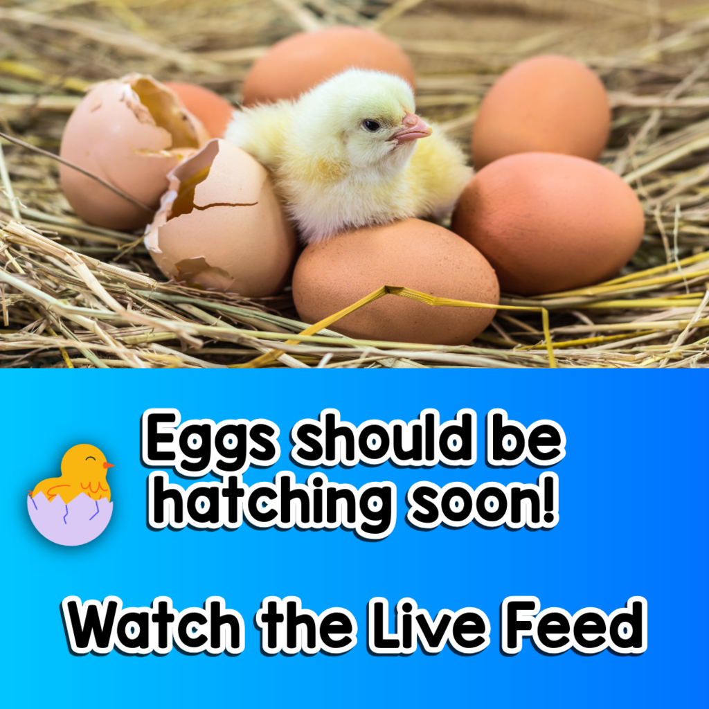 Baby chick surrounded by egg  shells and eggs. Text reads: Eggs should be hatching soon! Watch the Live Feed