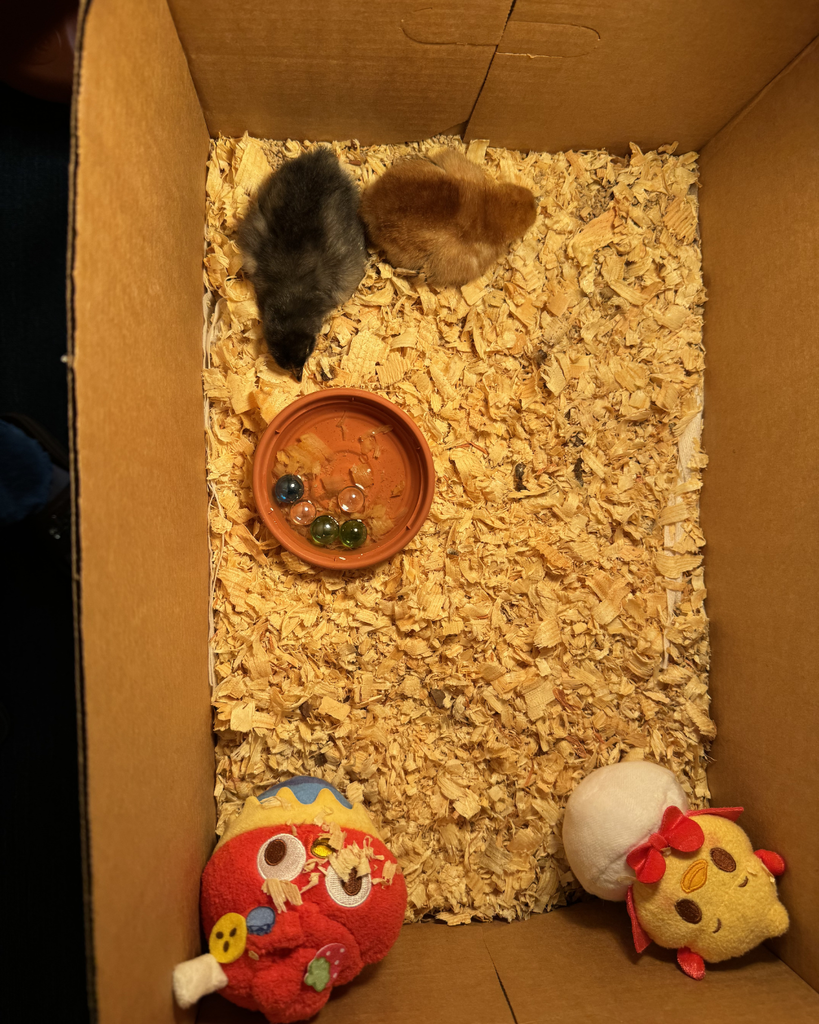 chicks