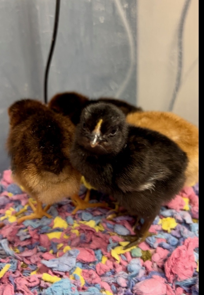 Chicks Hatching