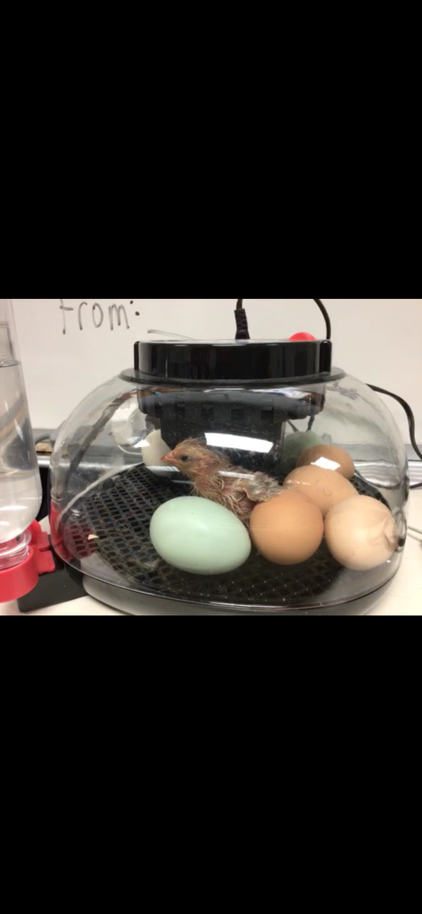 Chicks Hatching