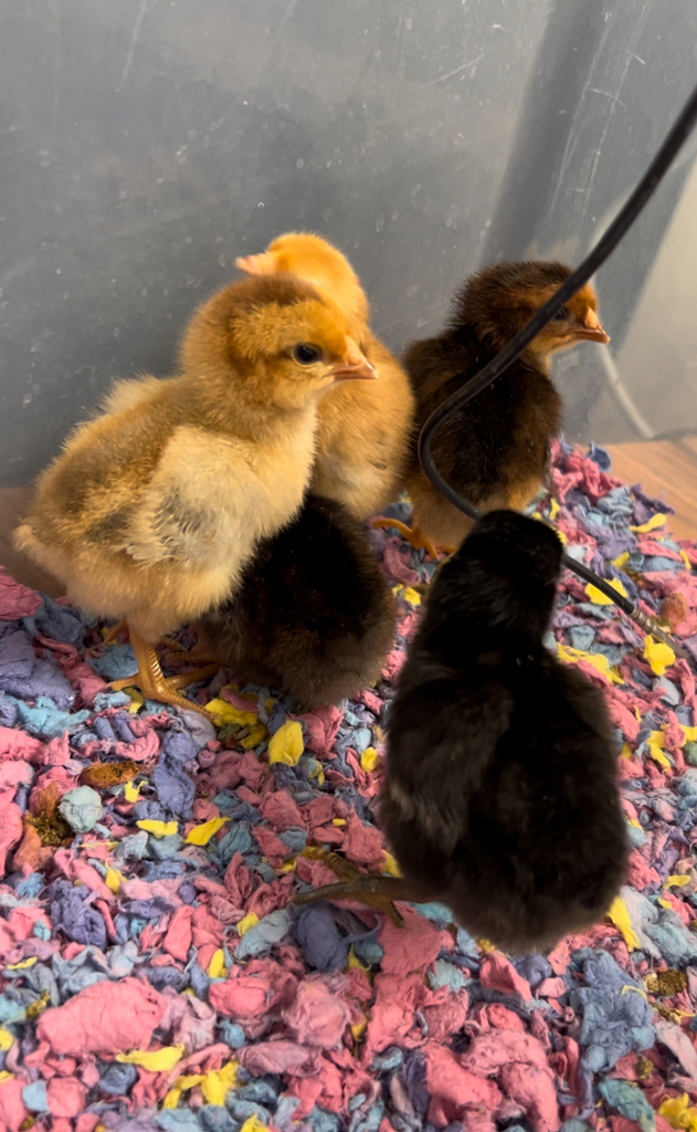 Chicks Hatching