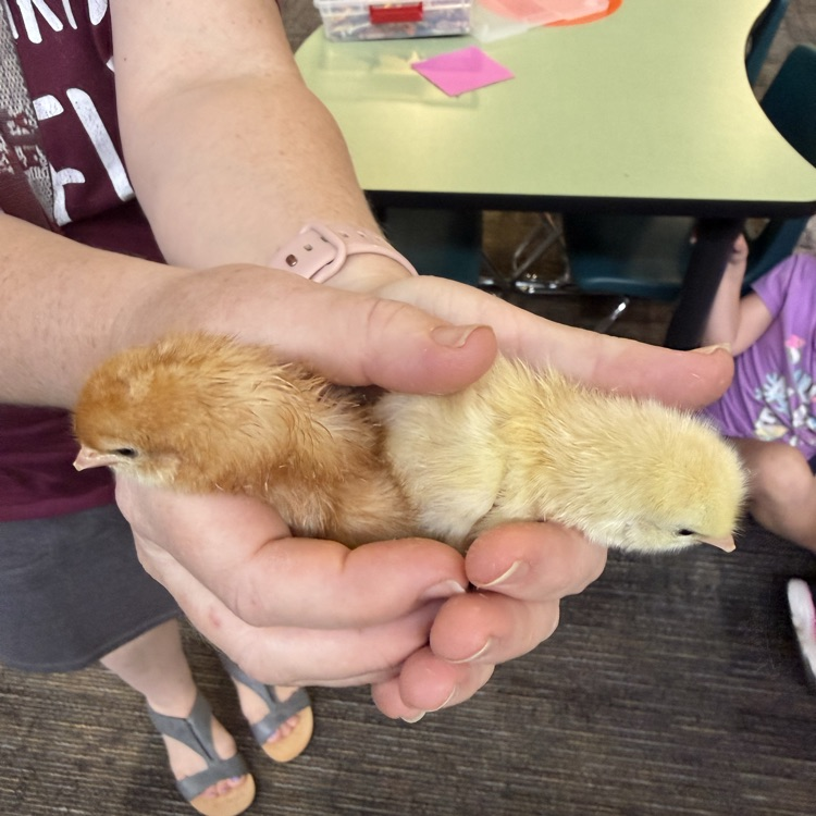 chicks