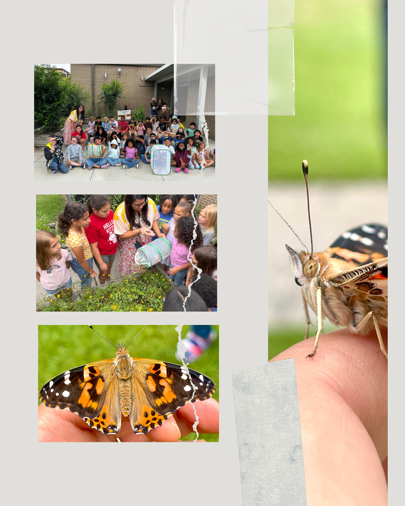 2nd grade butterfly release