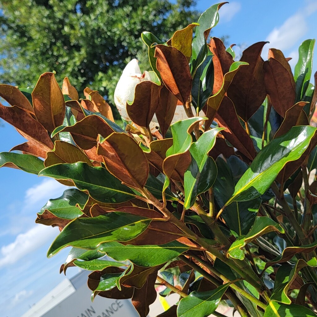 Magnolia