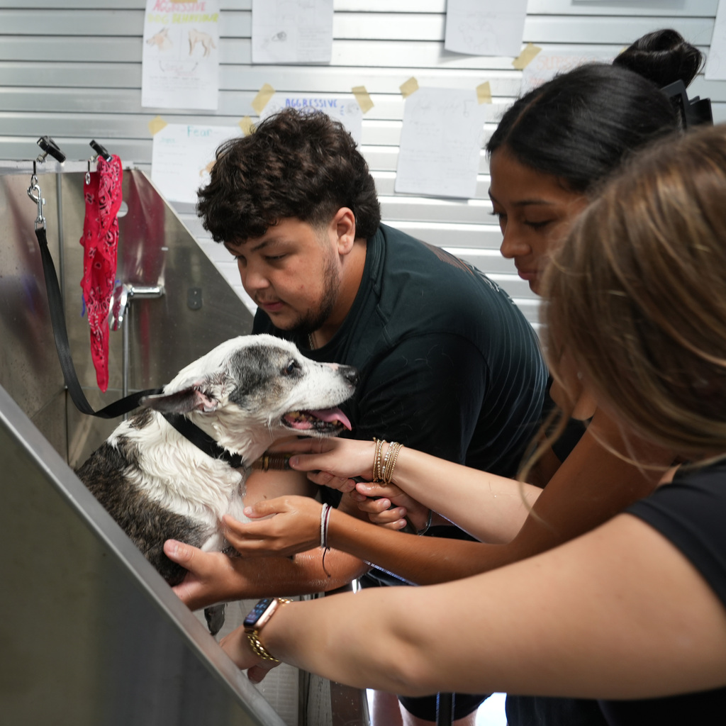 Dog washing