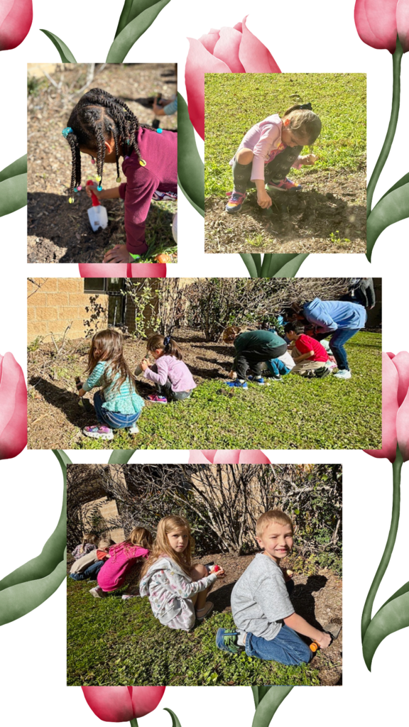 Tulip Planting