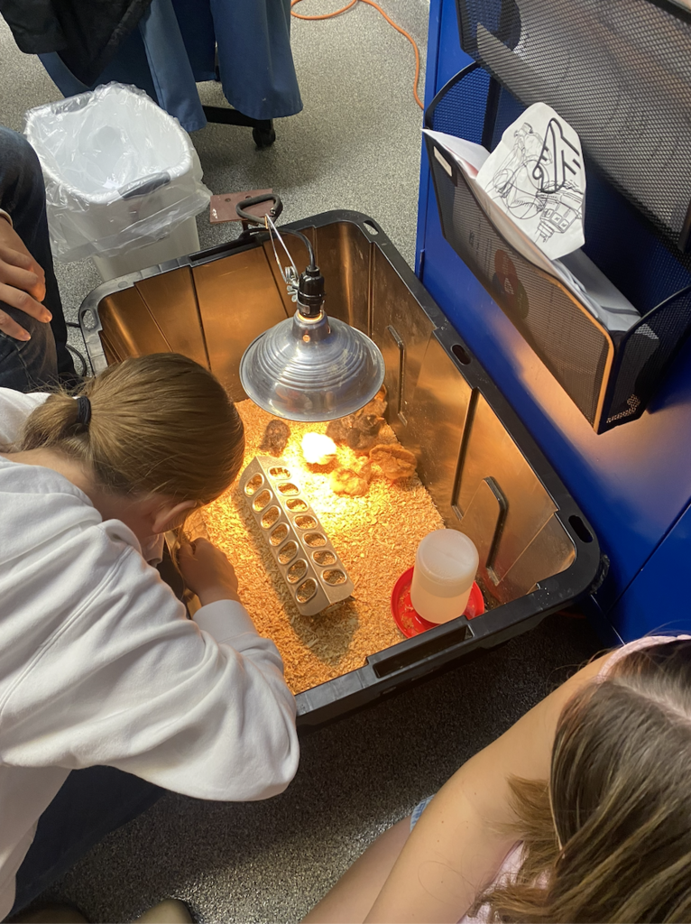 Baby Chicks.10.14.25