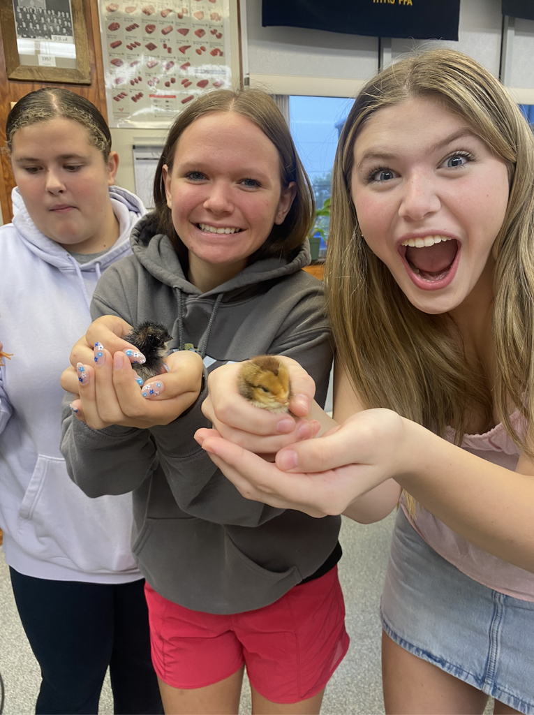 Baby Chicks.10.14.25