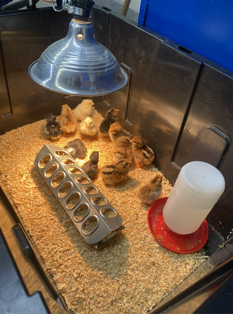 Baby Chicks.10.14.25