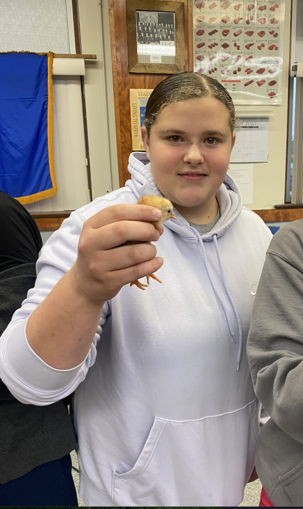 Baby Chicks.10.14.25