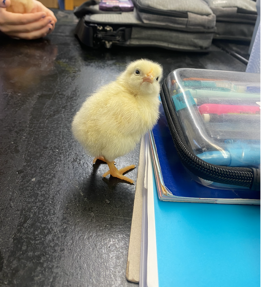 Baby Chicks.10.14.25