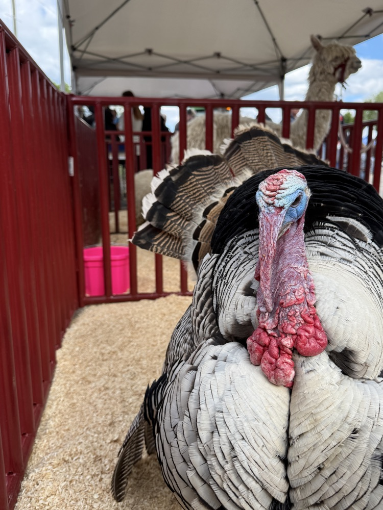 turkey