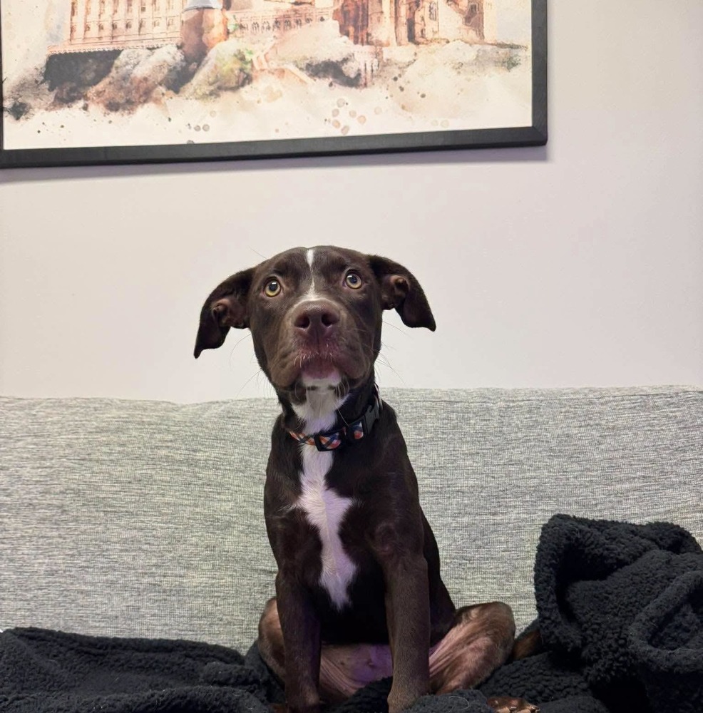 Black dog from Notorious D.O.G sitting on a blanket on top of a couch
