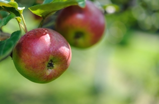 red apples hanging in a tree