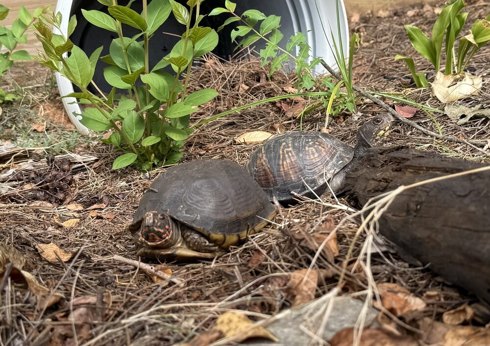 Two Box turtles with heads sticking out facing opposite directions with a decaying log three green plants. They are sitting in dead grass and dead leaves. with a patricianly burred pot from them to stay in when needed