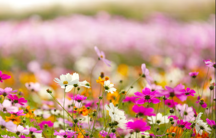 white, pink, yellow wildflowers in a field 
