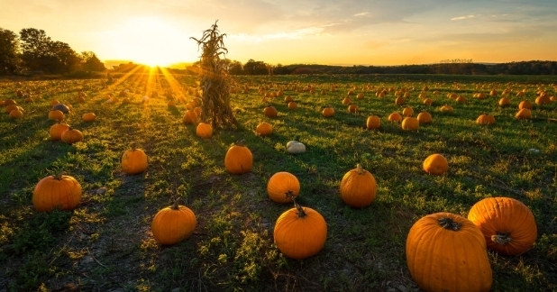 Pumpkins in a field
