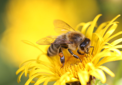 a bee on a yellow flower