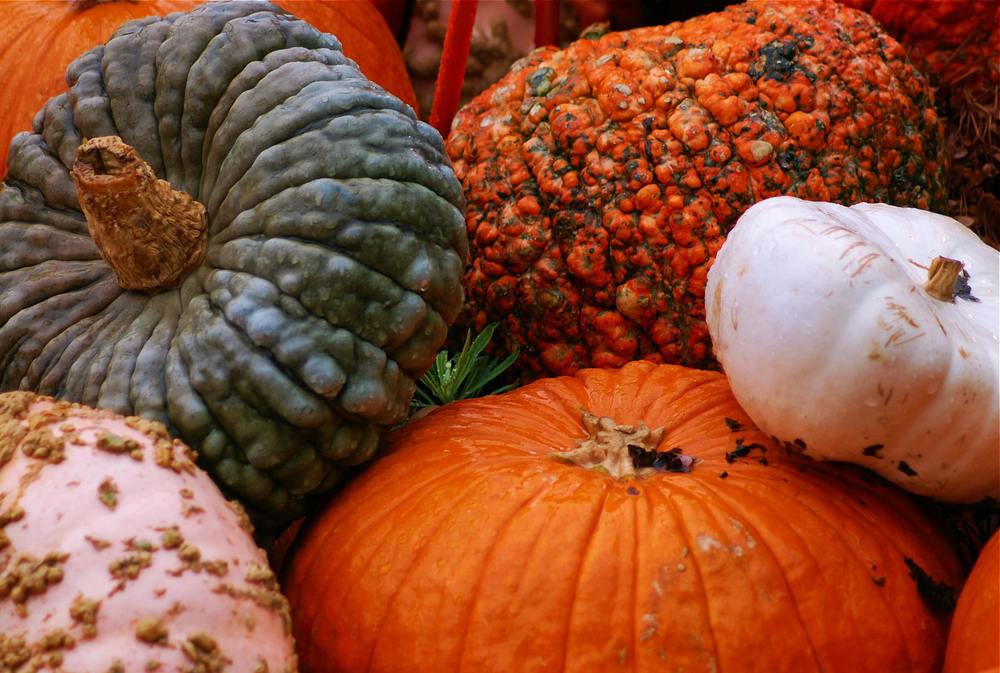 an assortment of pumpkins