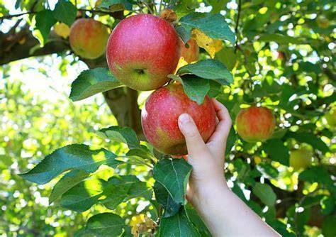 A hand picking an apple