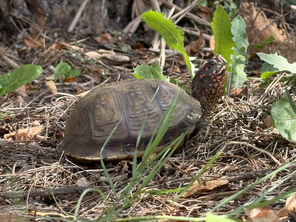 box turtle walking in leaves and grass