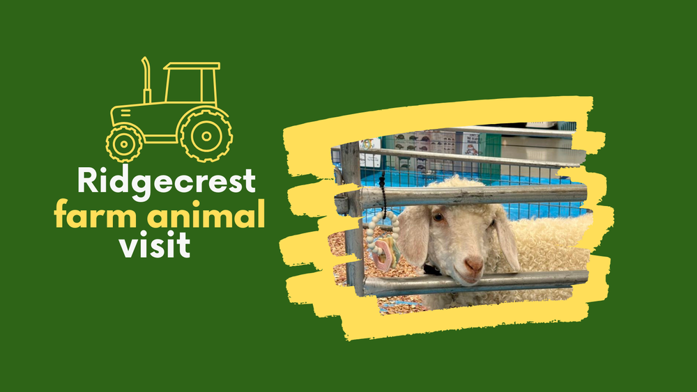 Ridgecrest Farm Animal Visit with a graphic of a tractor and the angora sheep who visited Ridgecrest.