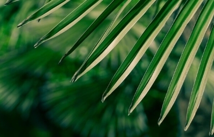palm leaves