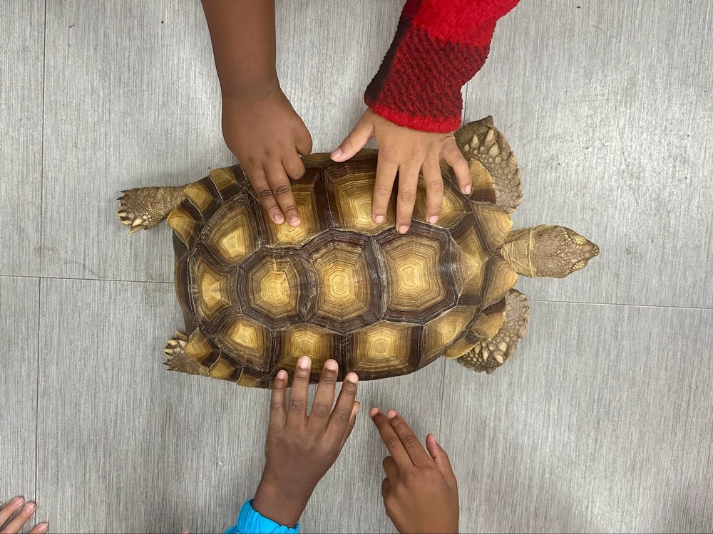 Twickenham the Tortoise being petted by multiple students during the NALZ program.