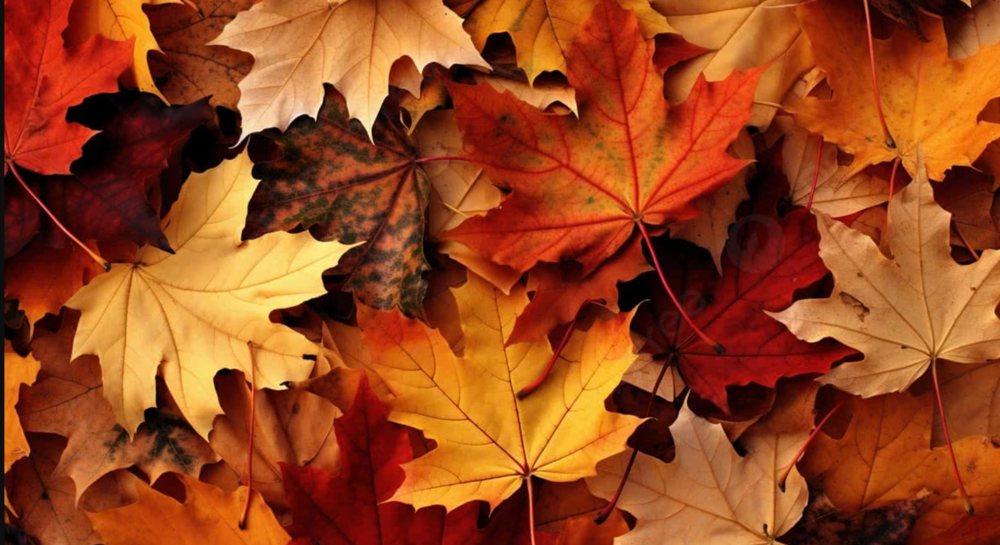 orange leaves, yellow leaves, and brown leaves