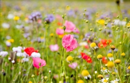 pink, red, white, and yellow wildflowers in a field 