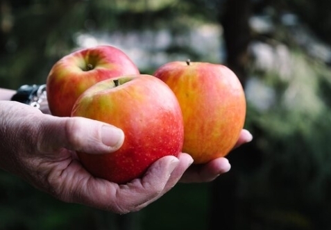 close up picture of hands holding red apples
