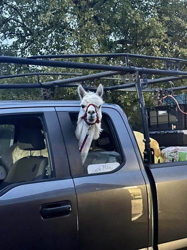 Rascal the Alpaca arriving at Ridgecrest