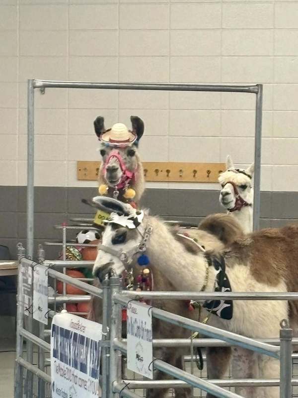 One of the llamas was blind and had a service llama to help him get around! Also pictured is Rascal the alpaca