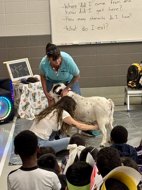 Ms. Aguilar showing how to milk a goat!